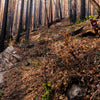 ETNIES' BRANDON SEMENUK SHOWS OUT AT RED BULL RAMPAGE